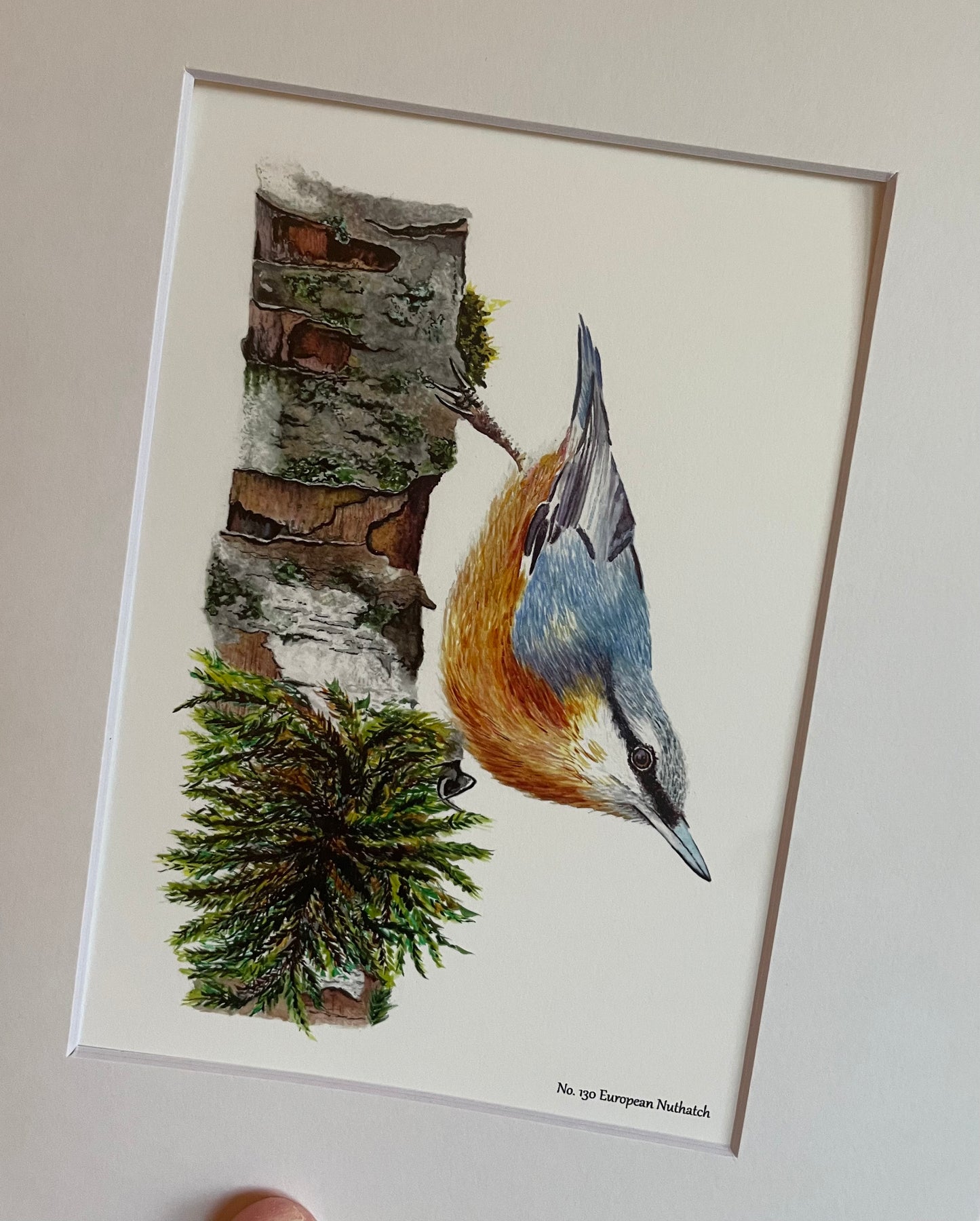 Eurasian Nuthatch - Bird Art by KB - Giclee Print with White Mat