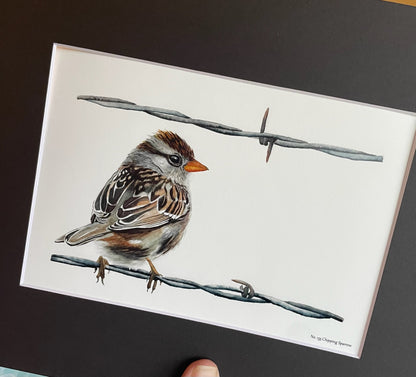 Chipping Sparrow - Bird Art by KB - Giclee Print with Black Mat