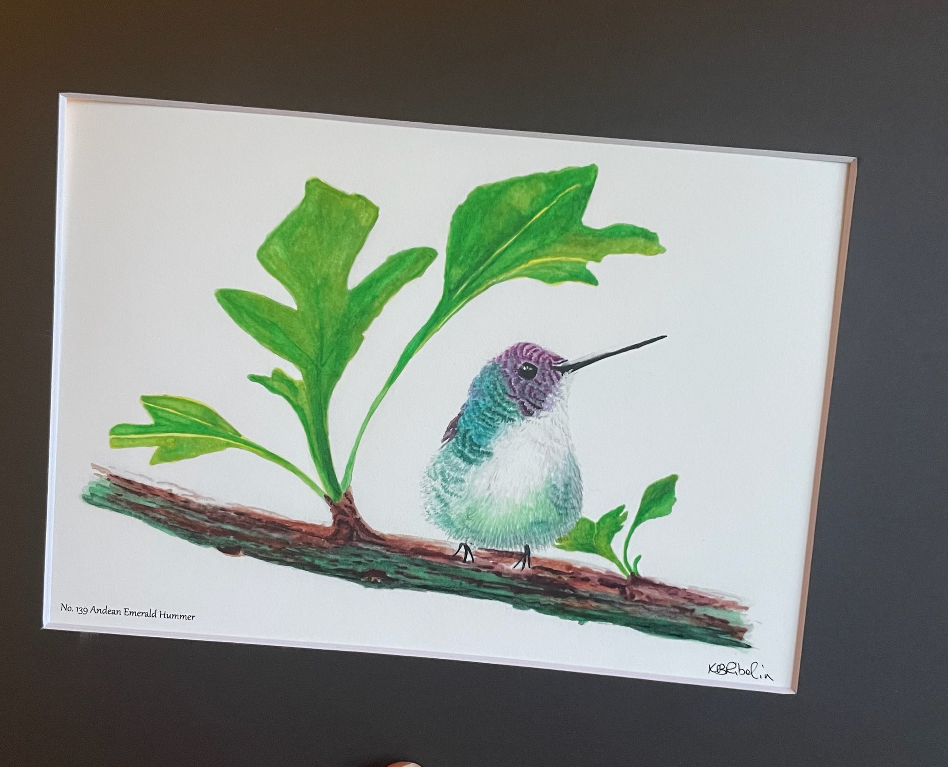 Andean Emerald Hummer - Bird Art by KB - Giclee Print with Black Mat