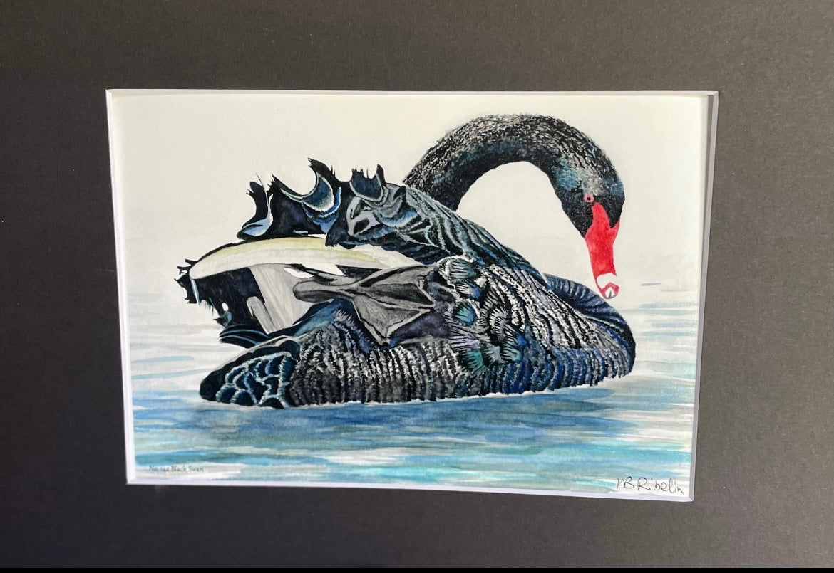 Black Swan - Bird Art by KB - Giclee Print with Black Mat