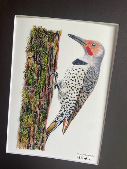 Northern Flicker - Bird Art by KB - Giclee Print with Black Mat