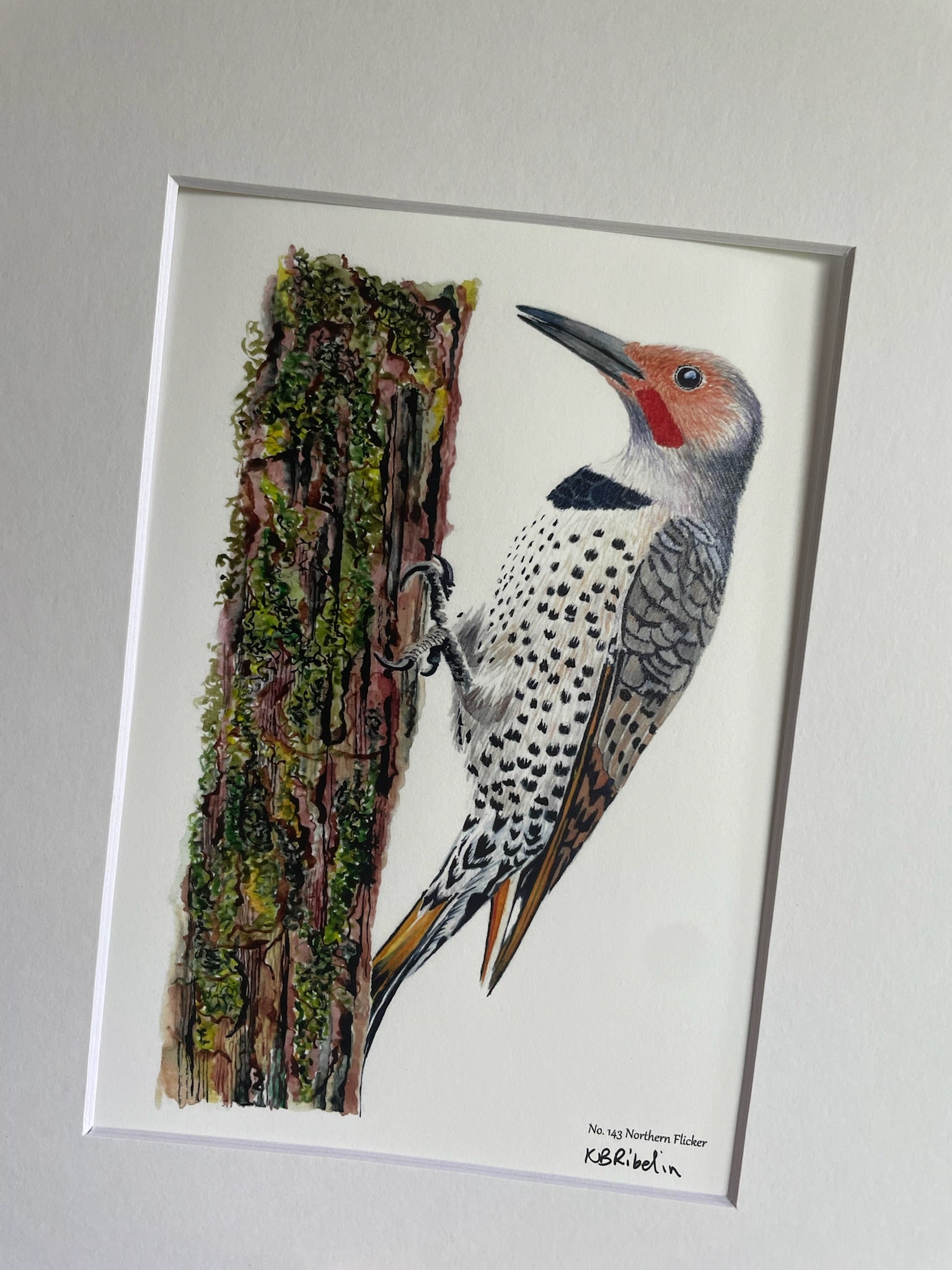 Northern Flicker - Bird Art by KB - Giclee Print with White Mat
