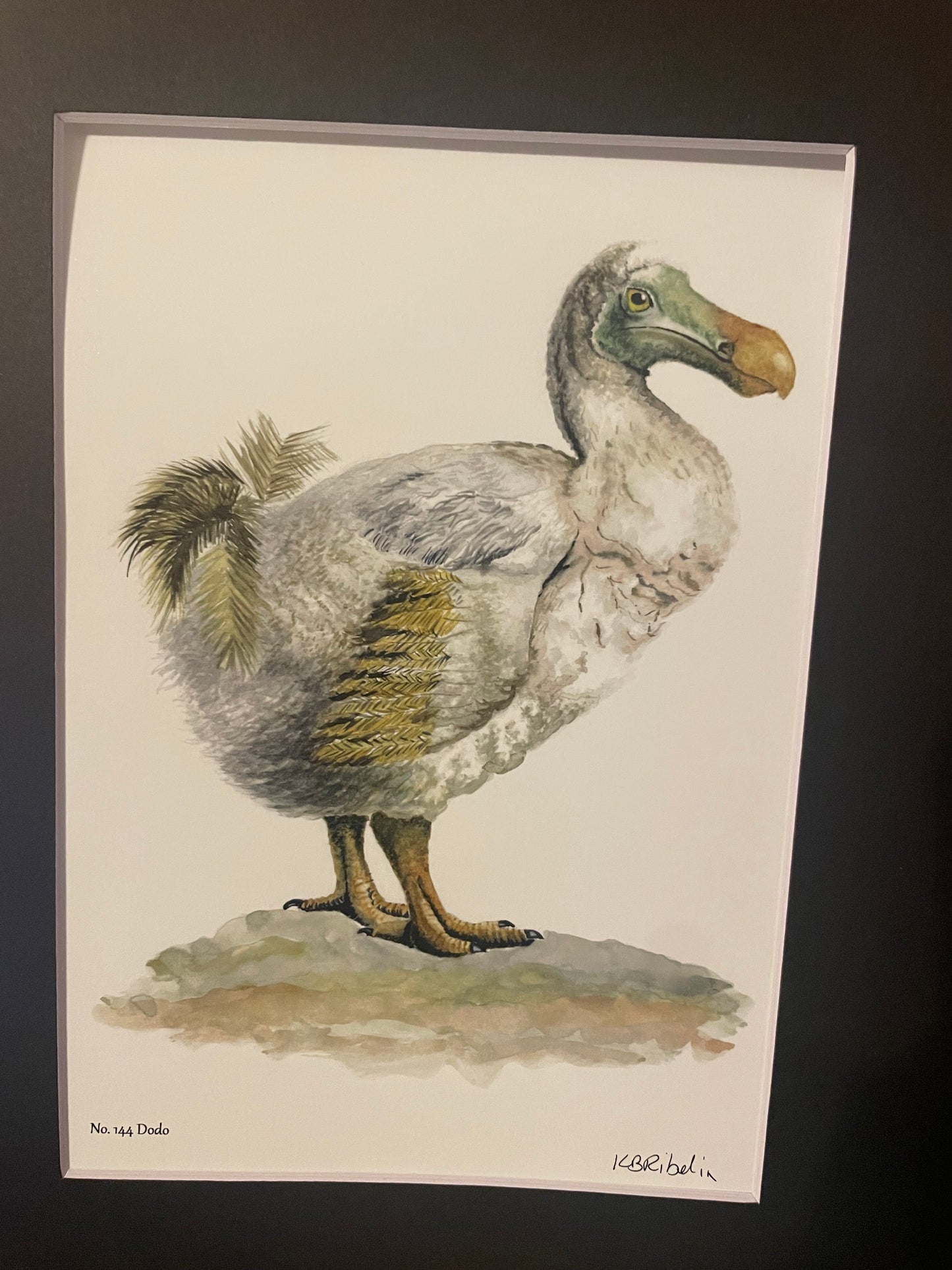 Dodo - Bird Art by KB - Giclee Print with Black Mat