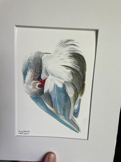 White Ibis - Bird Art by KB - Giclee Print with White Mat