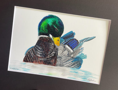 Mallard Duck (Male) - Bird Art by KB - Giclee Print with Black Mat