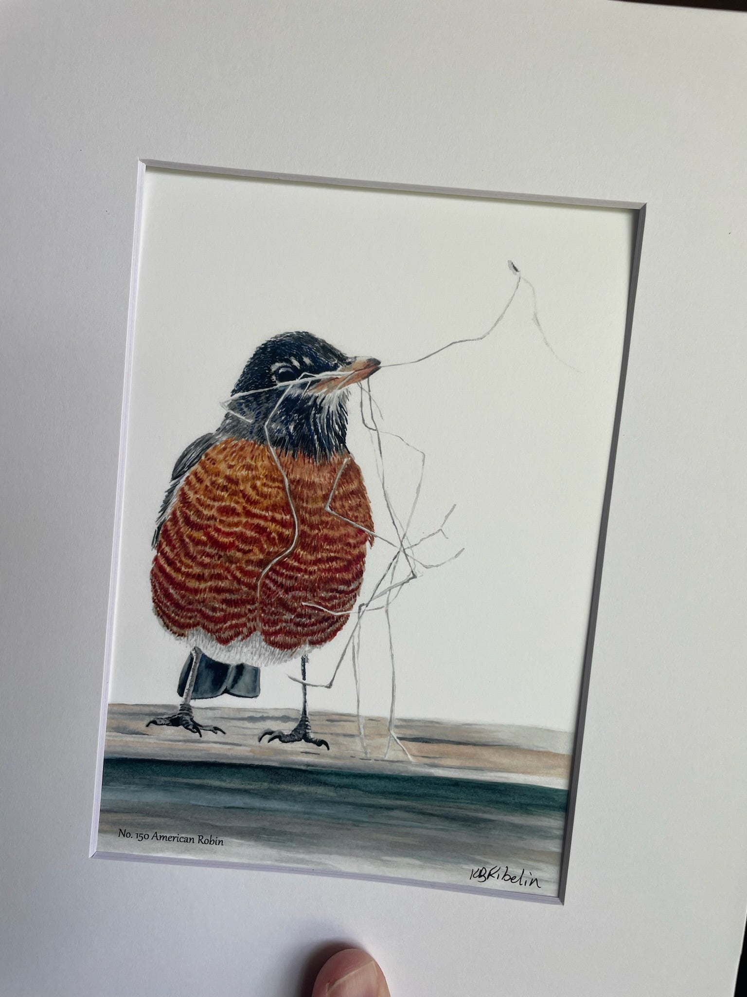 American Robin - Bird Art by KB - Giclee Print with White Mat