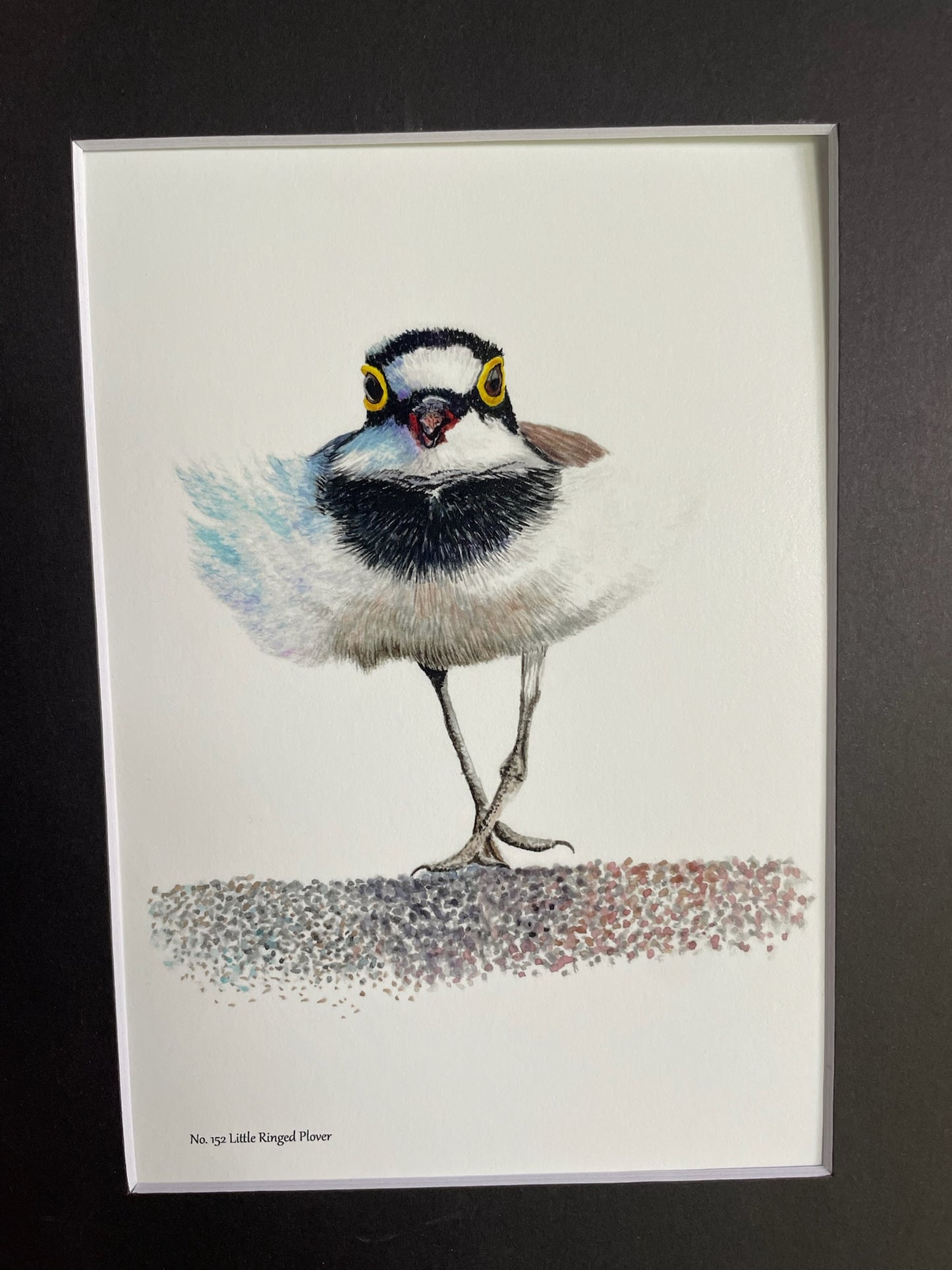 Little Ringed Plover - Bird Art by KB - Giclee Print with Black Mat