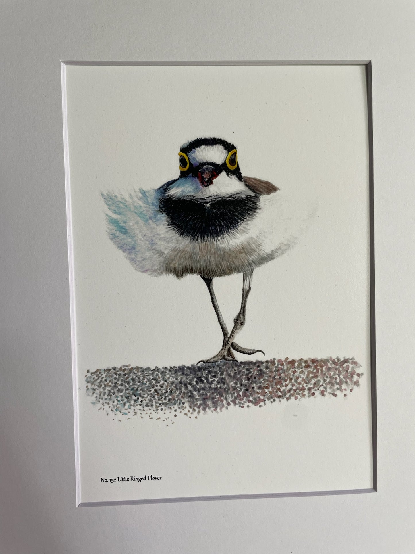 Little Ringed Plover - Bird Art by KB - Giclee Print with White Mat