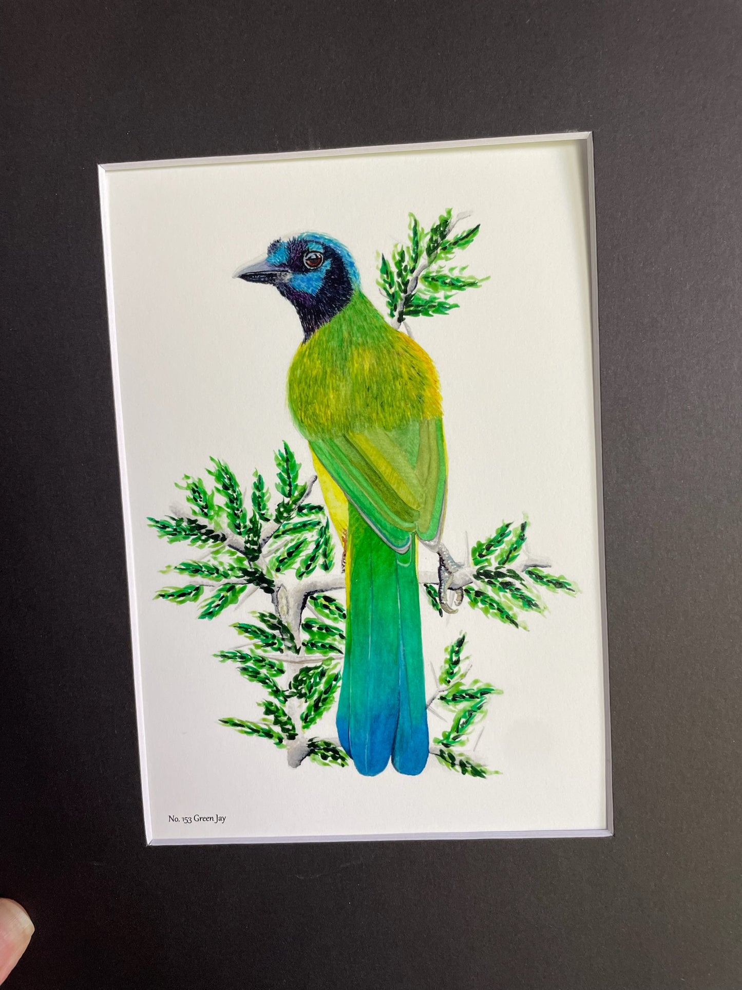 Green Jay - Bird Art by KB - Giclee Print with Black Mat