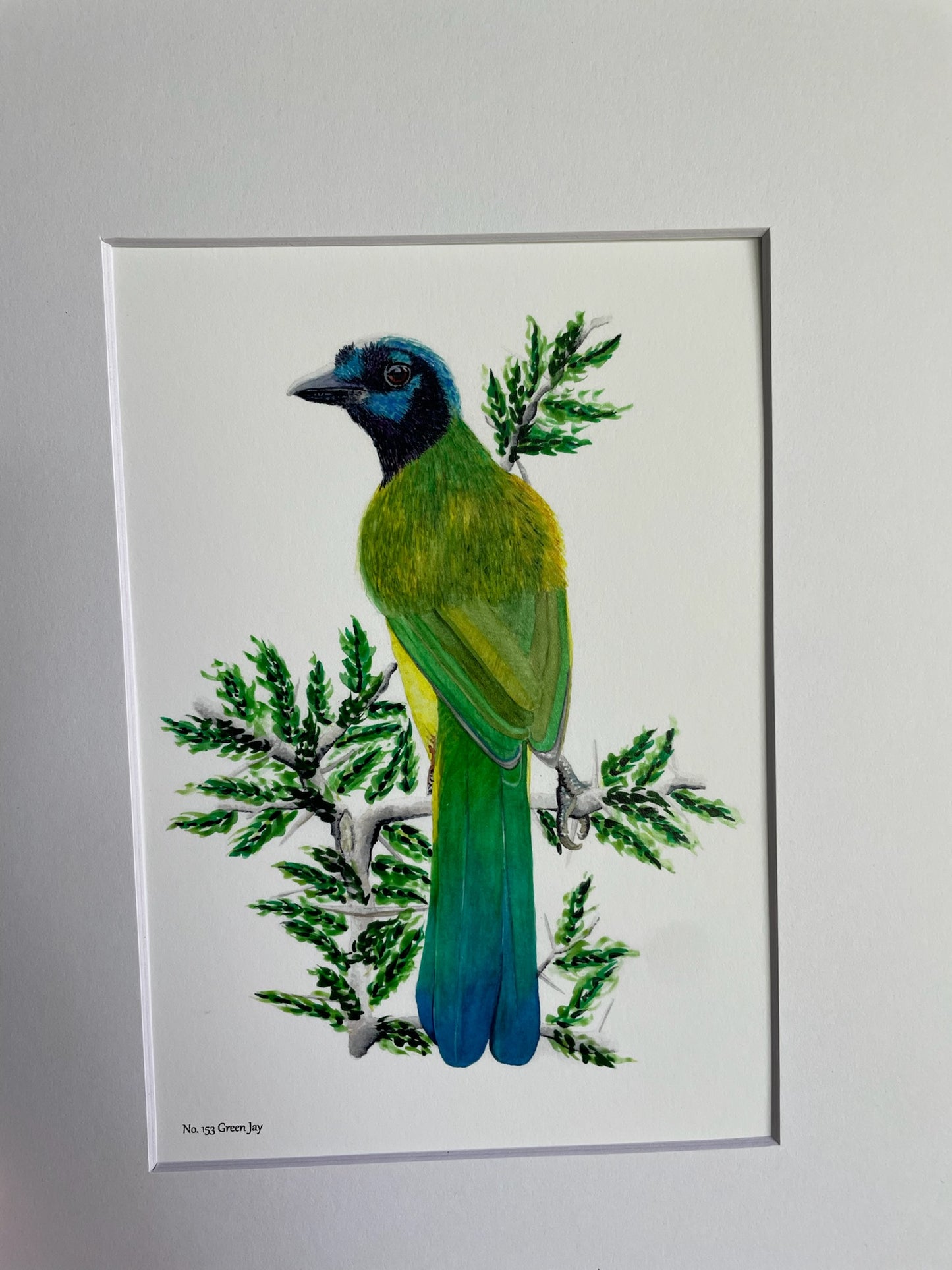 Green Jay - Bird Art by KB - Giclee Print with White Mat