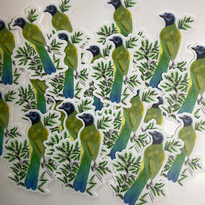 Green Jay - Bird Art by KB - Sticker