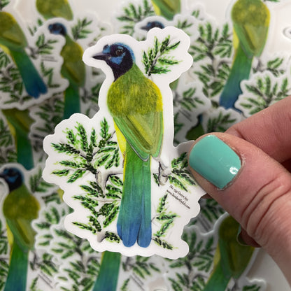 Green Jay - Bird Art by KB - Sticker