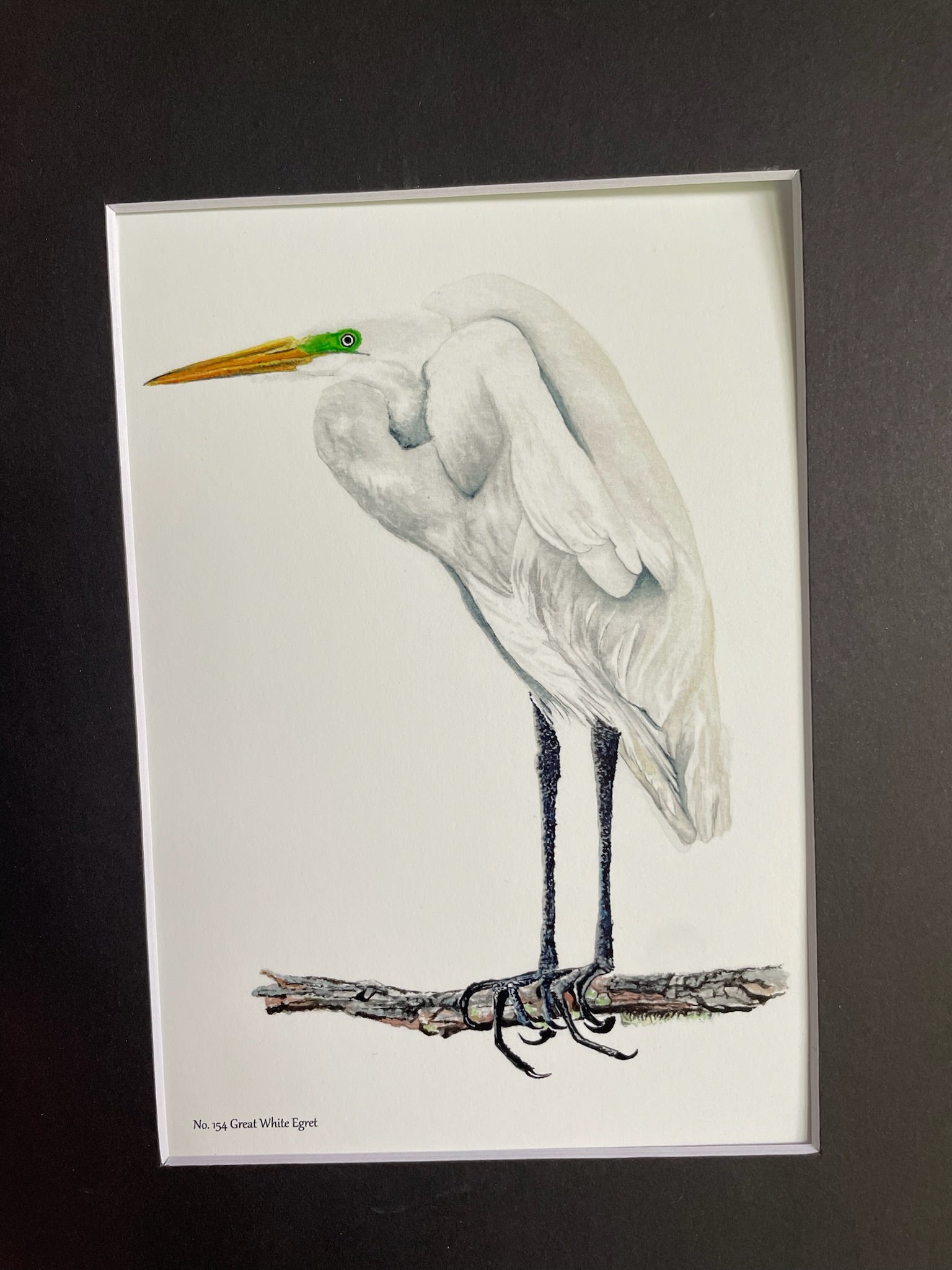Great White Egret - Bird Art by KB - Giclee Print with Black Mat