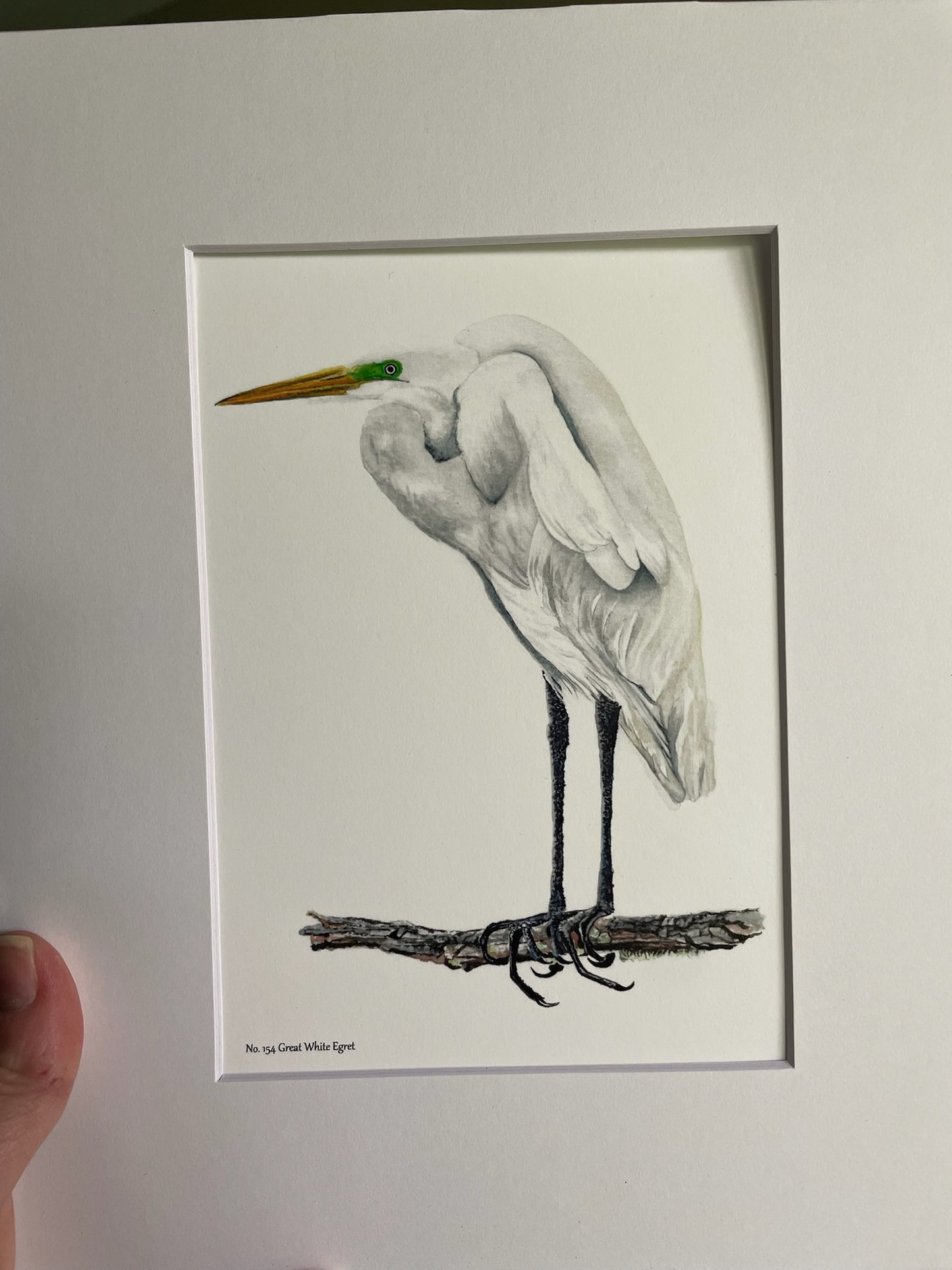 Great White Egret - Bird Art by KB - Giclee Print with White Mat