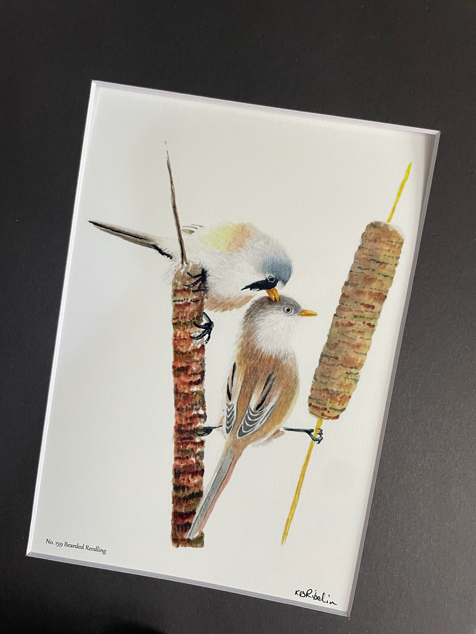 Bearded Reedling - Bird Art by KB - Giclee Print with Black Mat