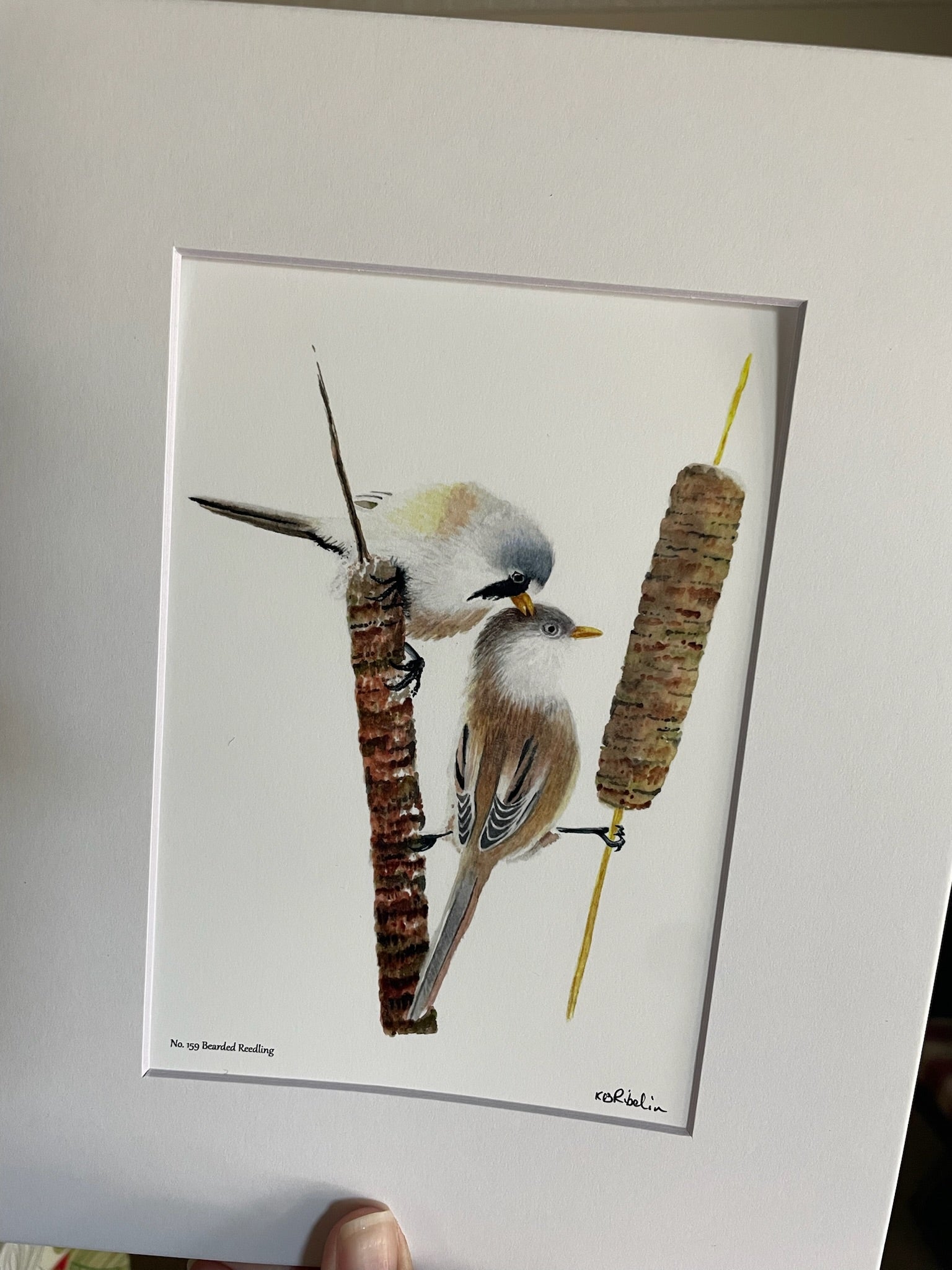 Bearded Reedling - Bird Art by KB - Giclee Print with White Mat