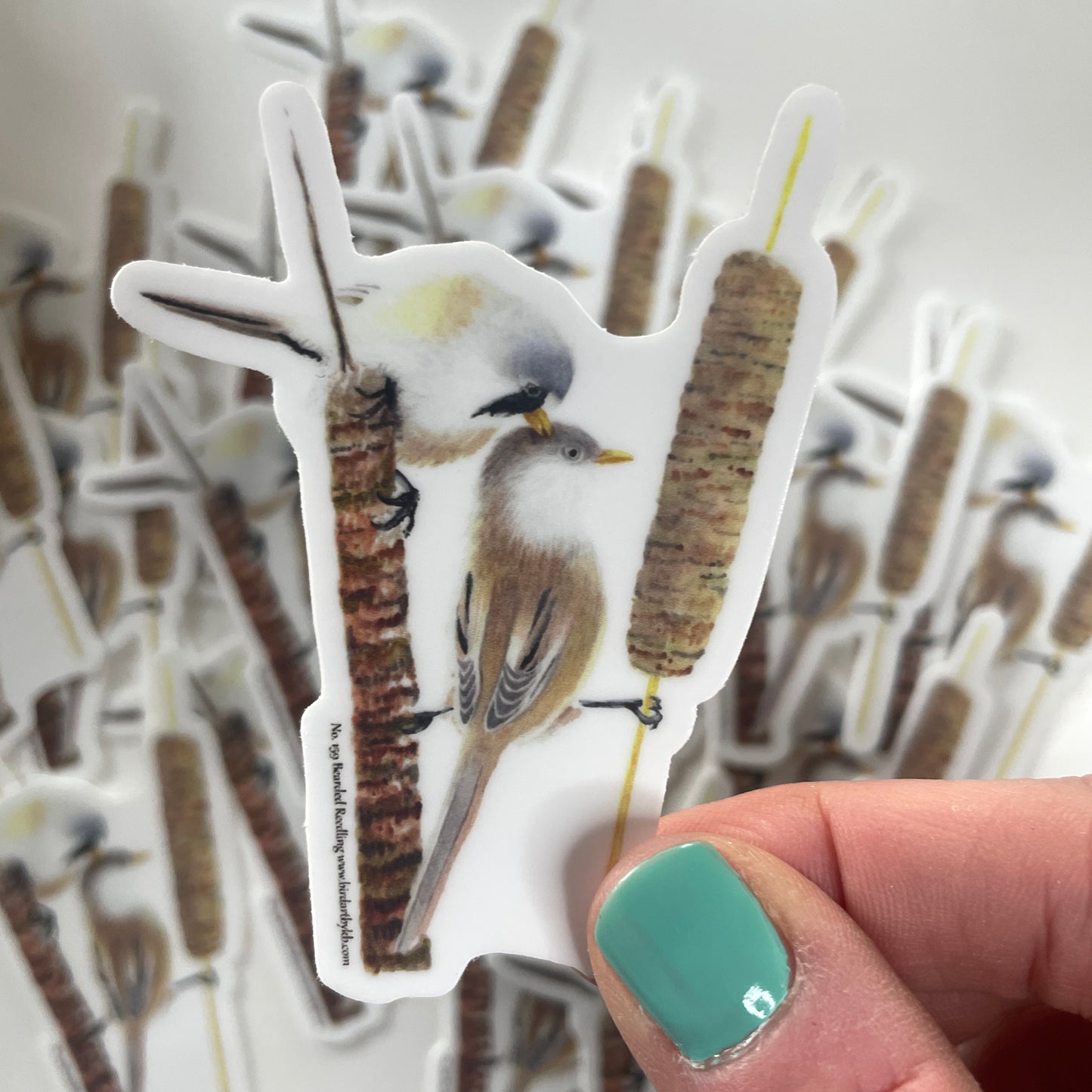 Bearded Reedling - Bird Art by KB - Sticker