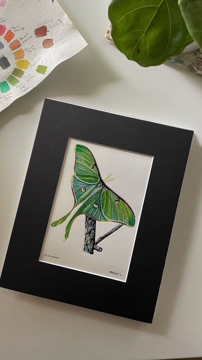 Luna Moth - Bird Art by KB - Giclee Print with Black Mat