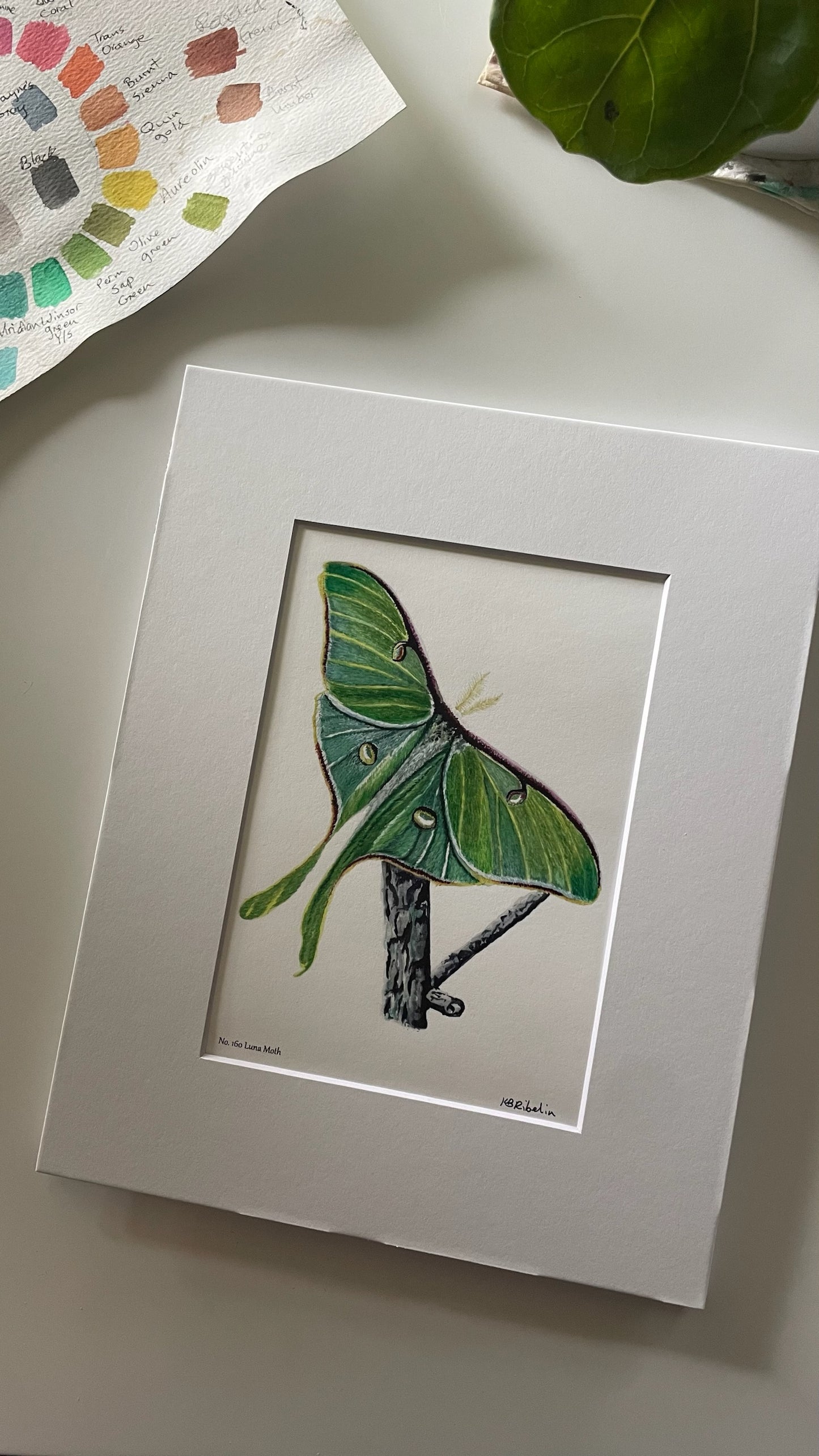 Luna Moth - Bird Art by KB - Giclee Print with White Mat