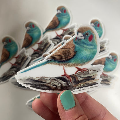 Red-cheeked Cordon Bleu - Bird Art by KB - Sticker