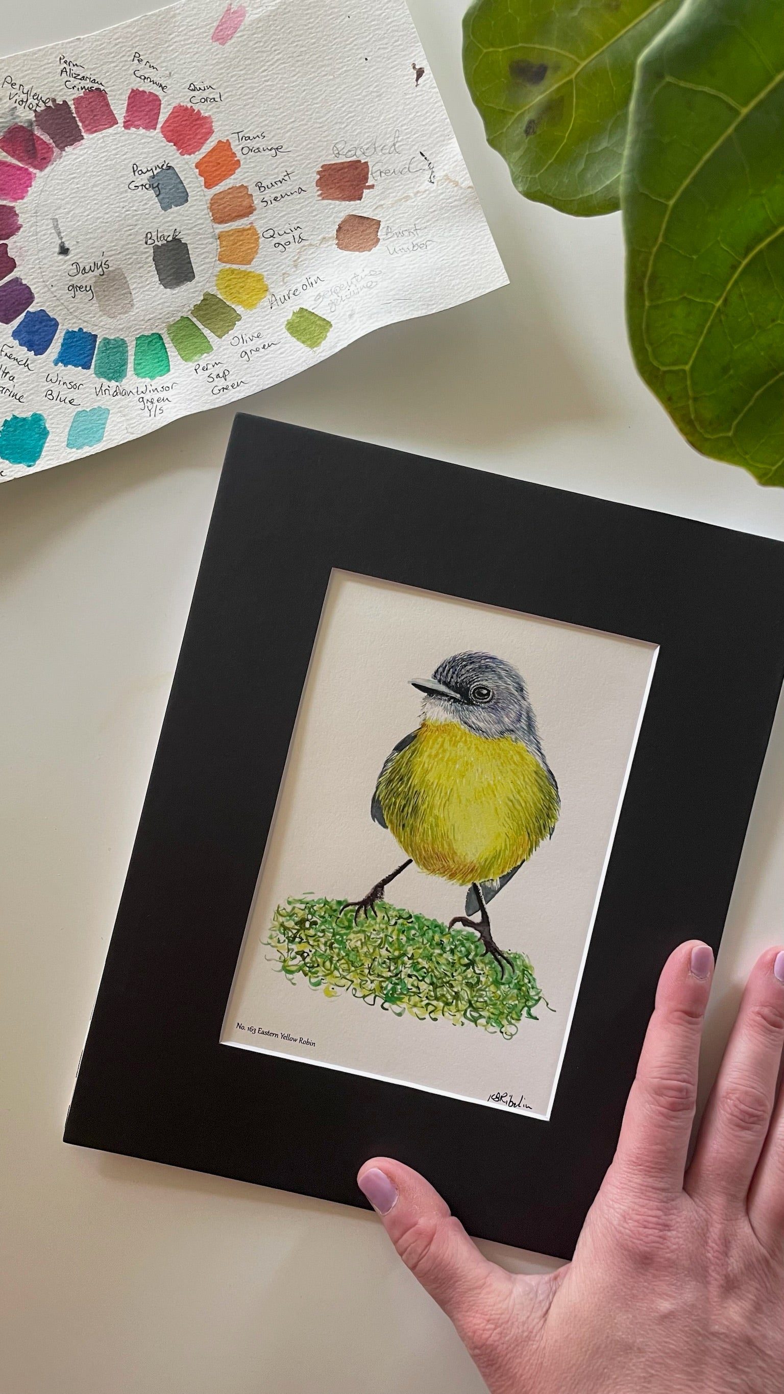 Eastern Yellow Robin - Bird Art by KB - Giclee Print with Black Mat