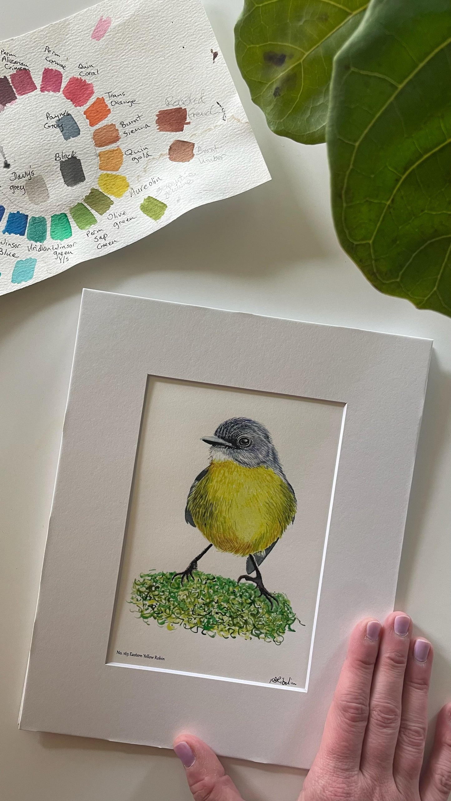 Eastern Yellow Robin - Bird Art by KB - Giclee Print with White Mat