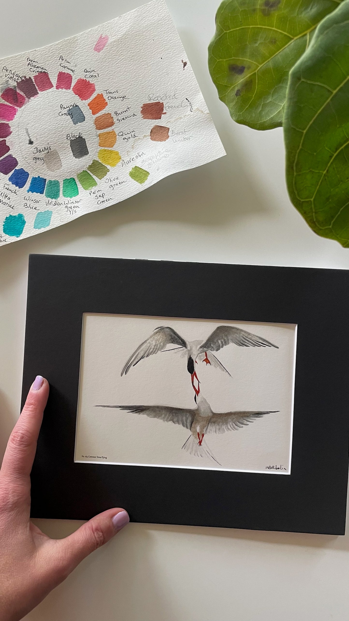 Common Terns Flying - Bird Art by KB - Giclee Print with Black Mat