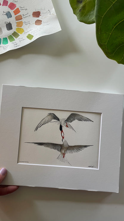 Common Terns Flying - Bird Art by KB - Giclee Print with White Mat