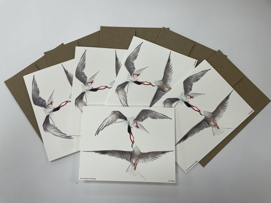 Common Terns Flying - Bird Art by KB - Notecards