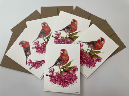 House Finch - Bird Art by KB - Notecard Set