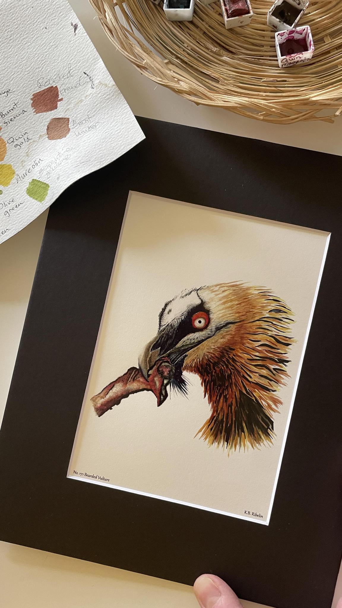 Bearded Vulture - Bird Art by KB - Giclee Print with Black Mat