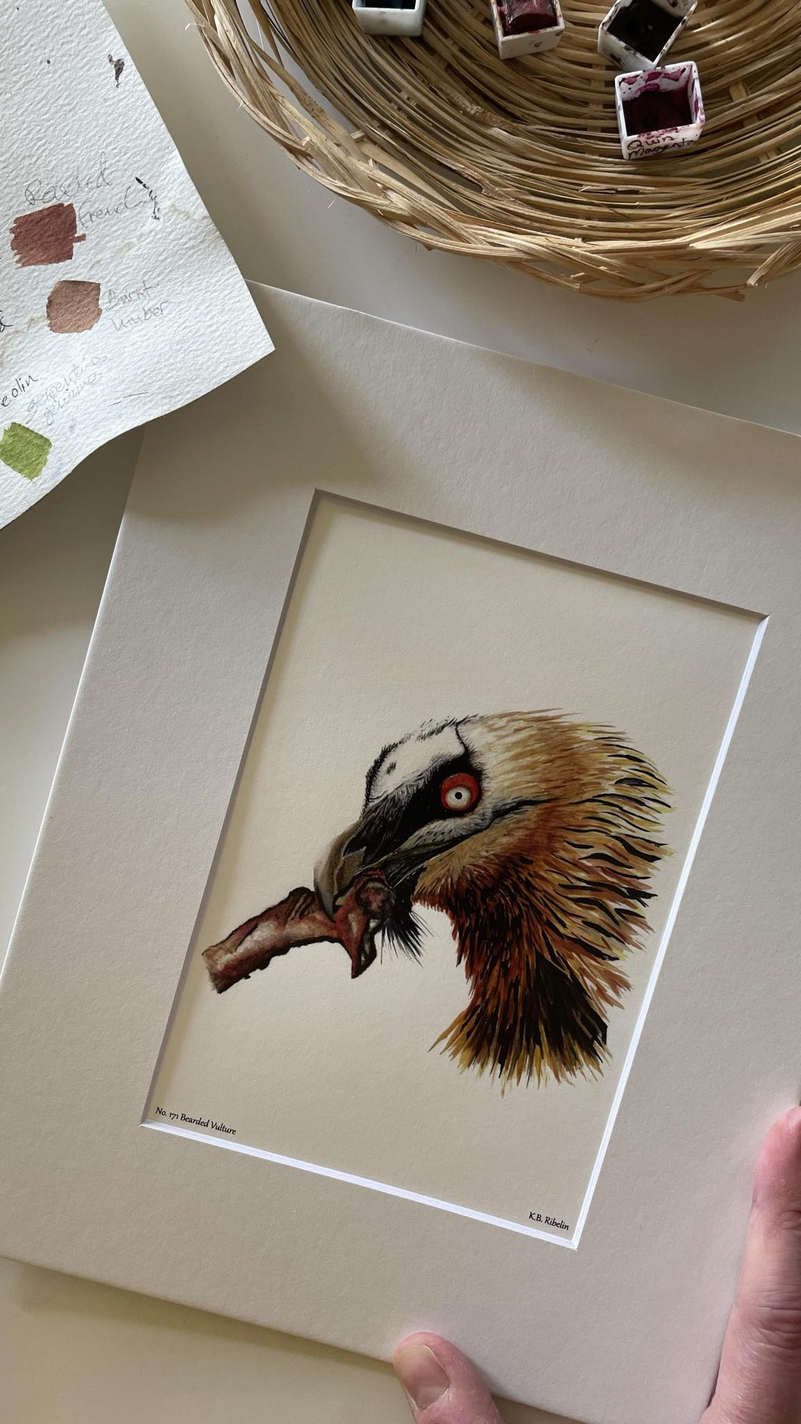 Bearded Vulture - Bird Art by KB - Giclee Print with White Mat