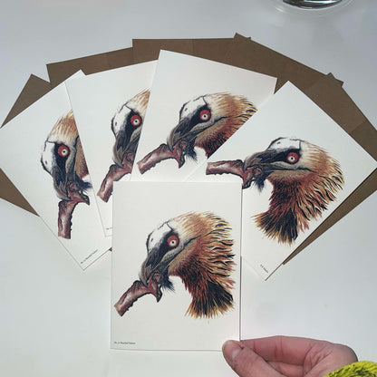 Bearded Vulture - Bird Art by KB - Notecard Set