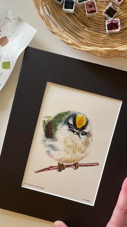 Golden-crowned Kinglet - Bird Art by KB - Giclee Print with Black Mat