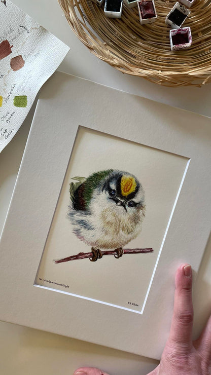 Golden-crowned Kinglet - Bird Art by KB - Giclee Print with White Mat