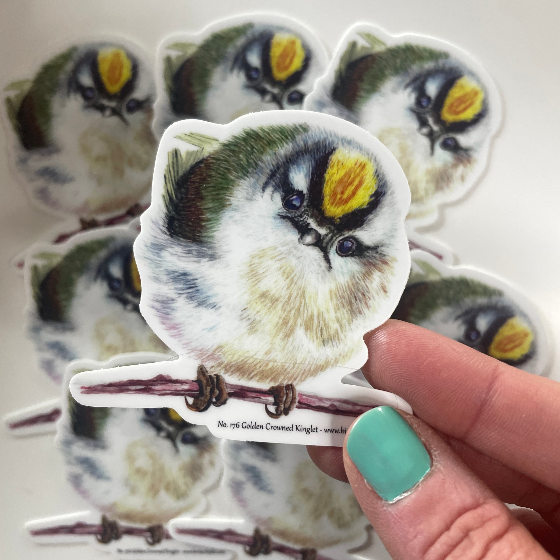 Golden-crowned Kinglet - Bird Art by KB - Sticker
