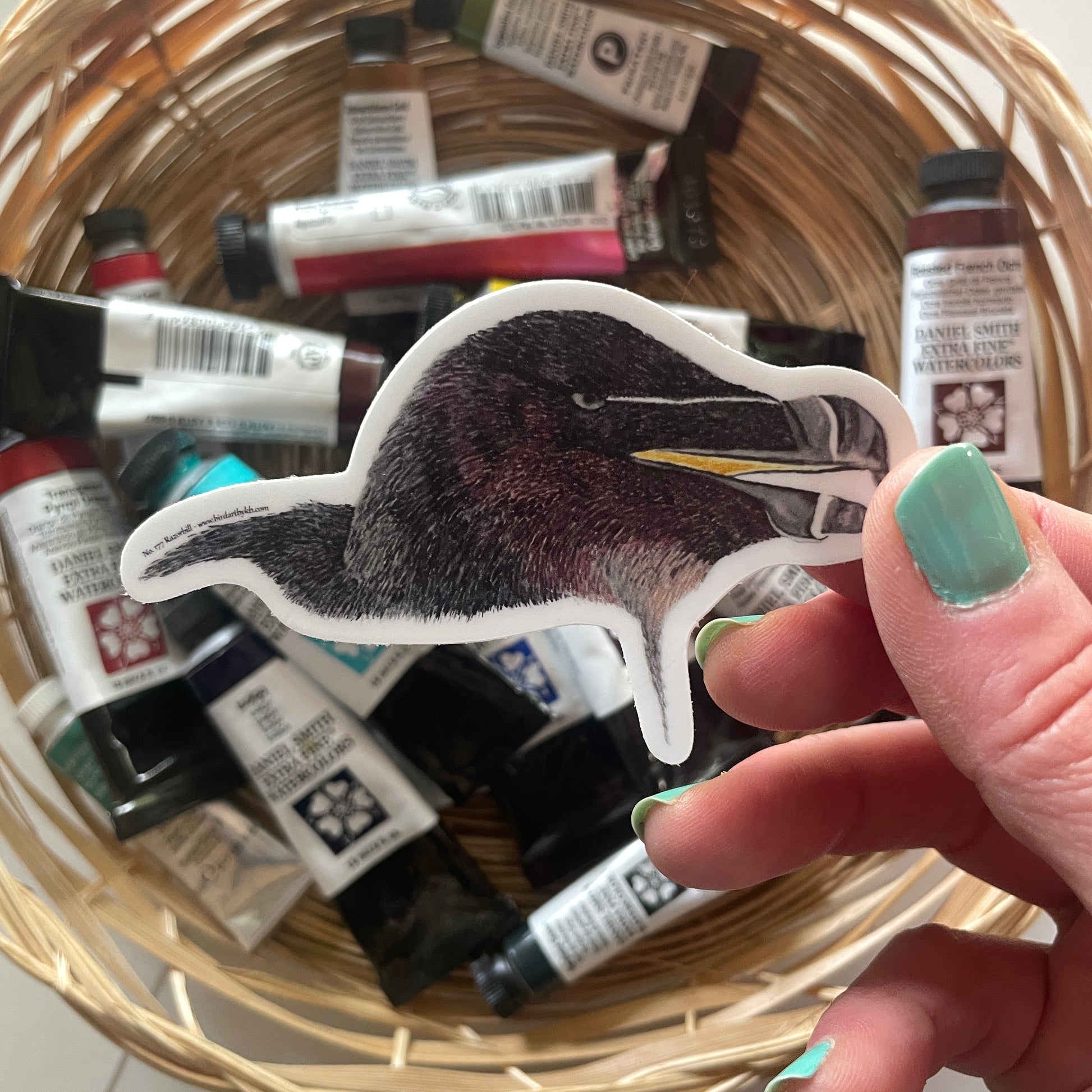 Razorbill - Bird Art by KB - Sticker