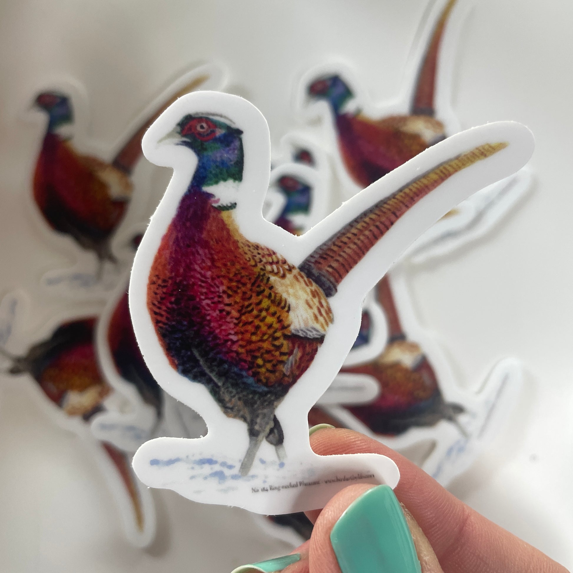 Common Pheasant - Bird Art by KB - Sticker