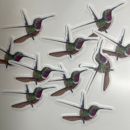 Oasis Hummer - Bird Art by KB - Sticker