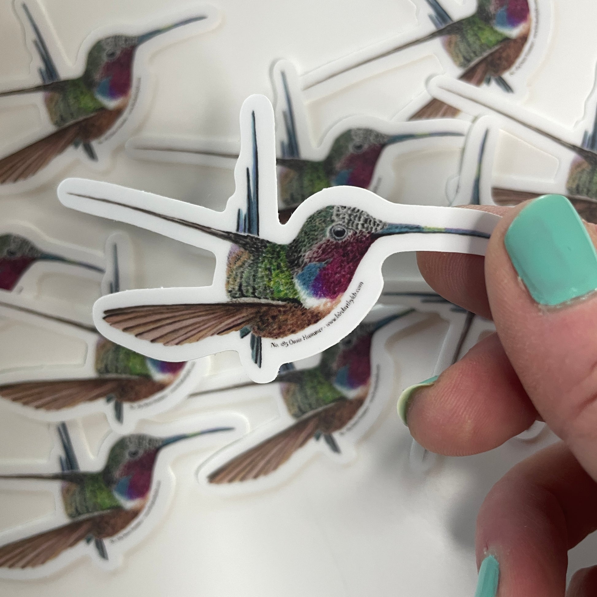 Oasis Hummer - Bird Art by KB - Sticker