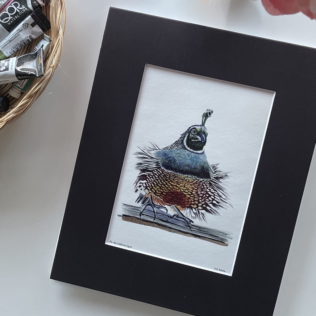 California Quail - Bird Art by KB - Giclee Print with Black Mat