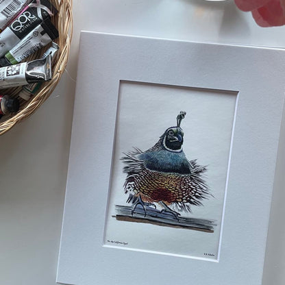 California Quail - Bird Art by KB - Giclee Print with White Mat