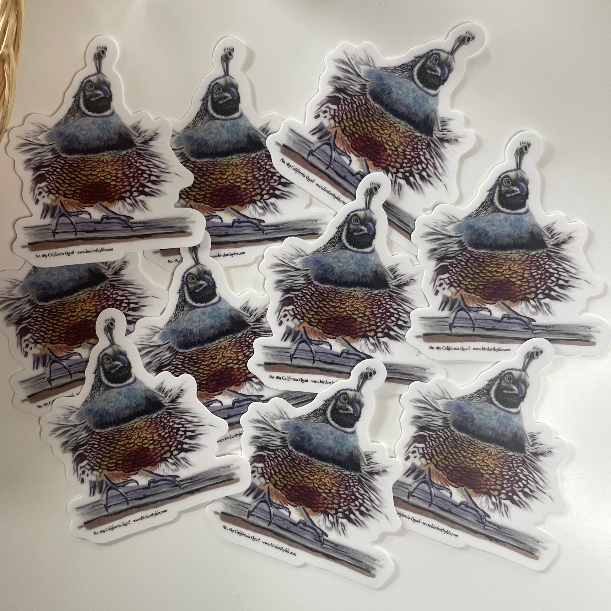 California Quail - Bird Art by KB - Sticker