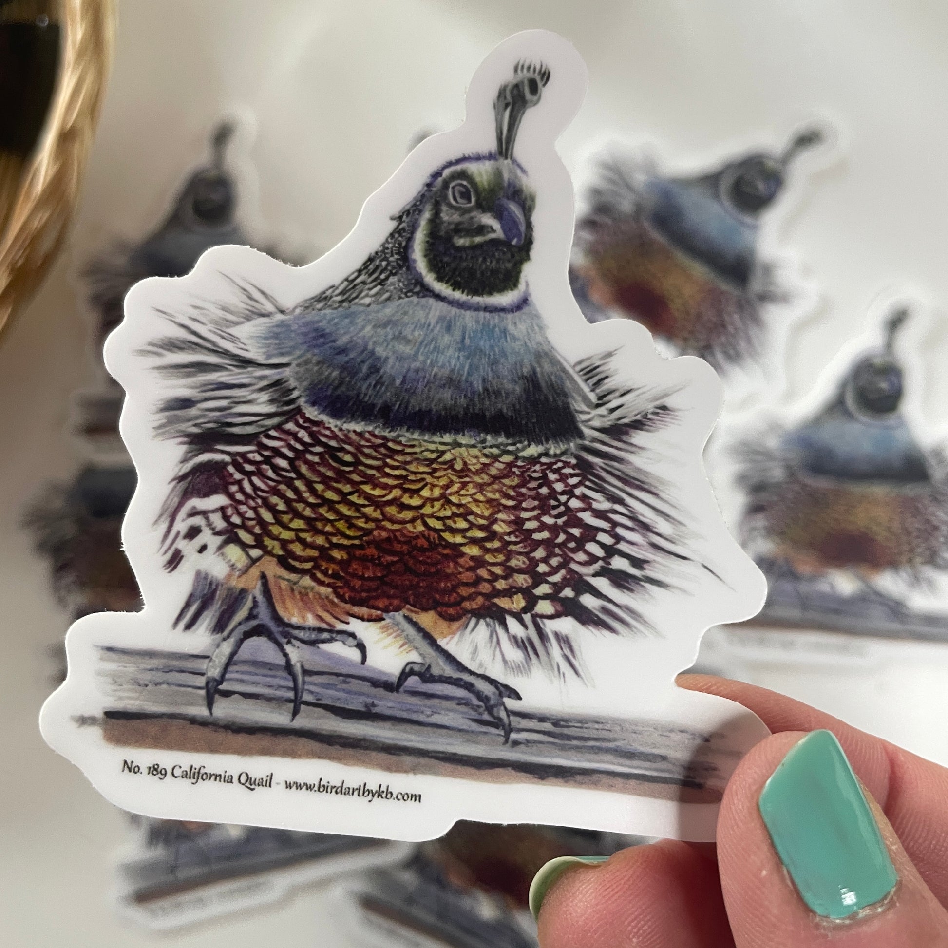 California Quail - Bird Art by KB - Sticker