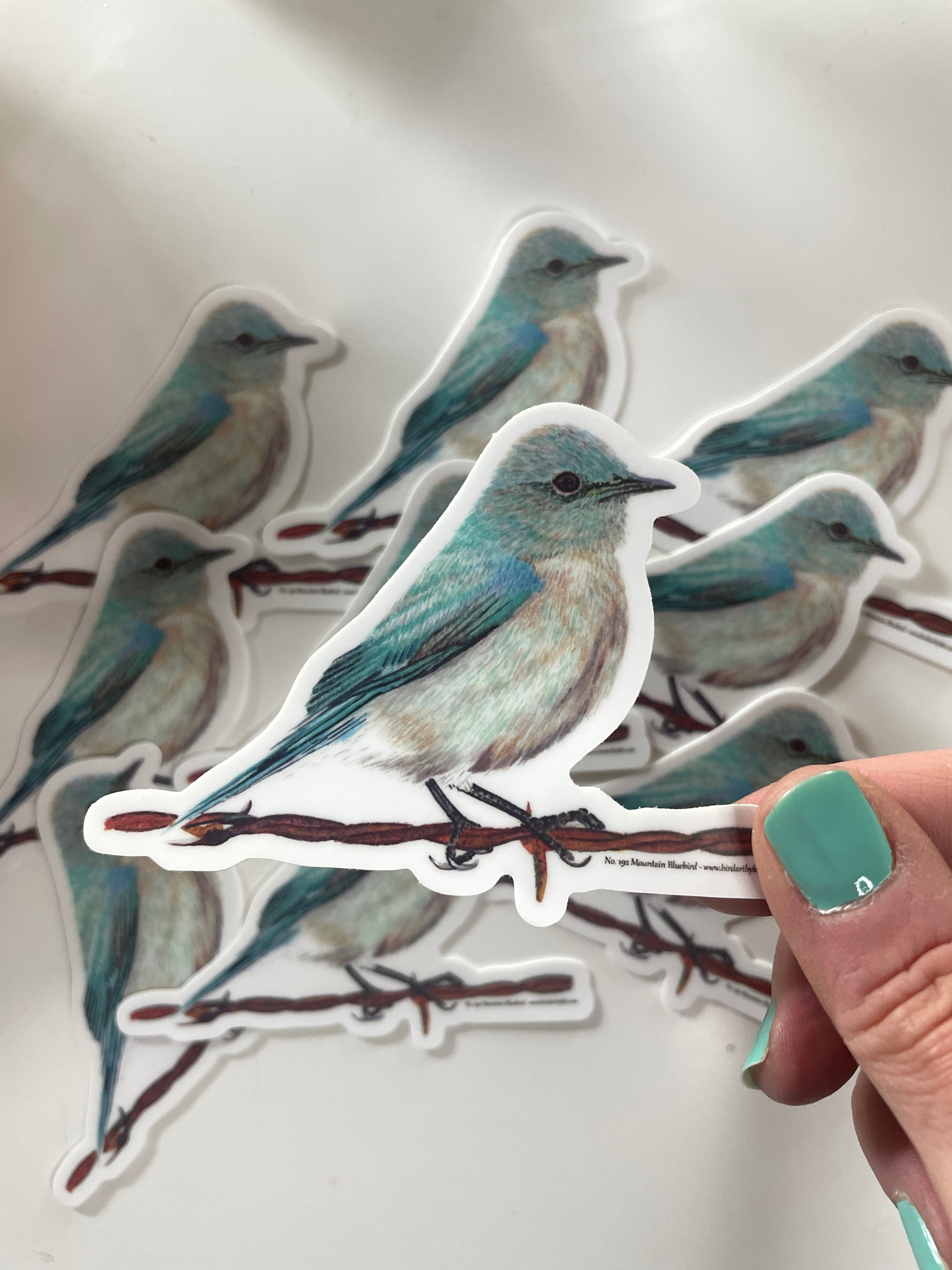 Mountain Bluebird - Bird Art by KB - Sticker