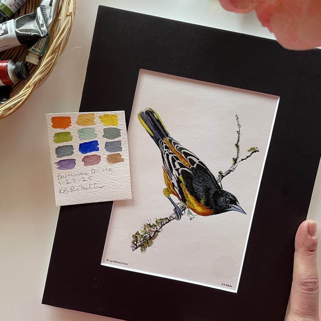 Baltimore Oriole - Bird Art by KB - Giclee Print with Black Mat
