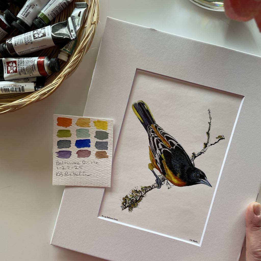 Baltimore Oriole - Bird Art by KB - Giclee Print with White Mat