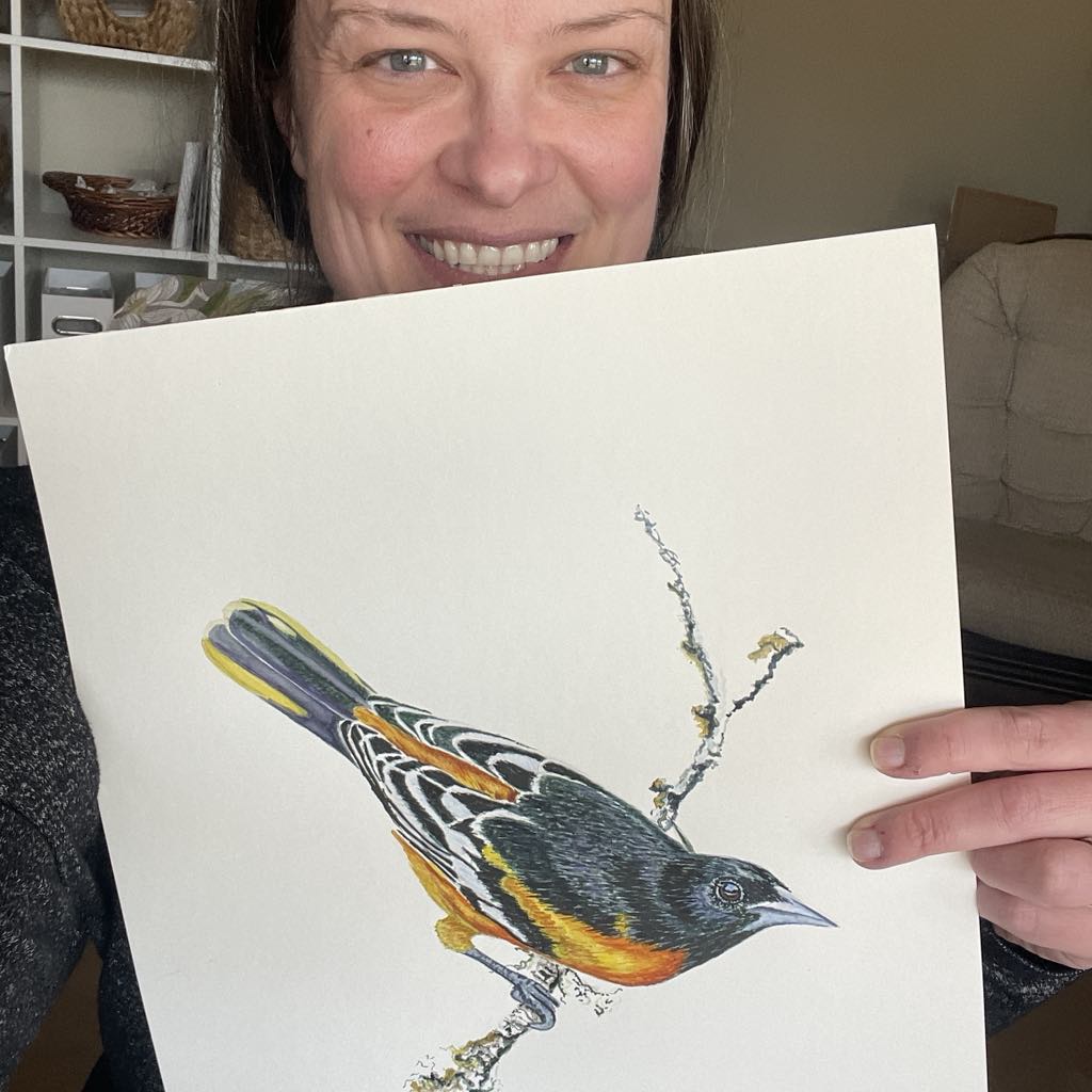 Baltimore Oriole - Bird Art by KB - Original