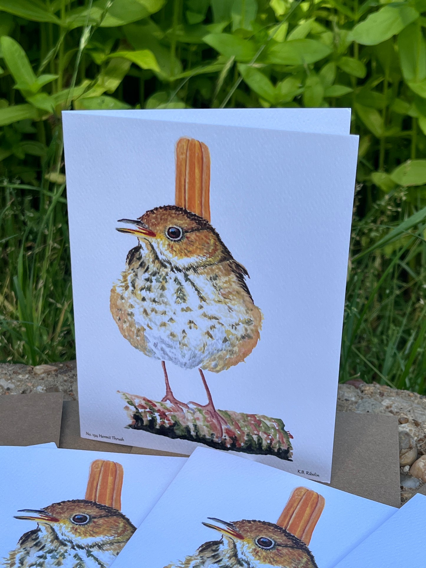 Hermit Thrush - Bird Art by KB - Notecard