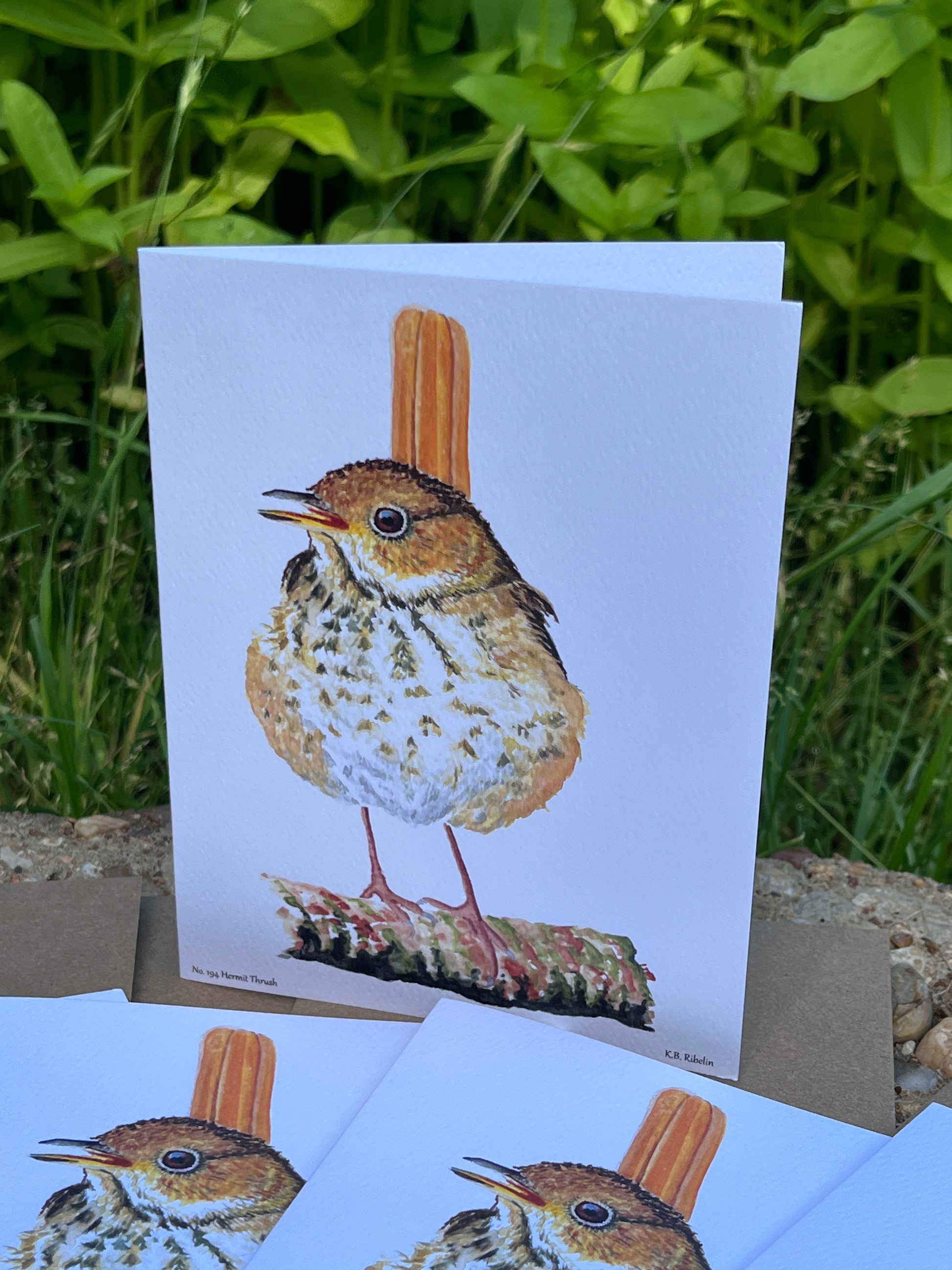 Hermit Thrush - Bird Art by KB - Notecard